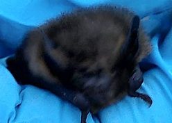20220714T2009Z soprano pip juvenile about to be released from gloved hand at sunset 20220714T2009Z soprano pip juvenile about to be released from gloved hand at sunset
